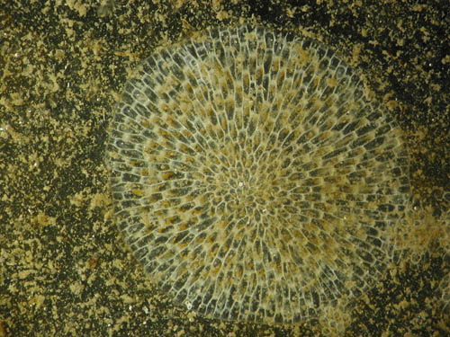 Bryozoa, Membranipora_2