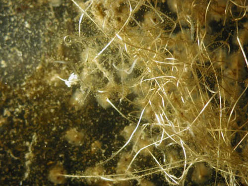 Byssus threads from mussel