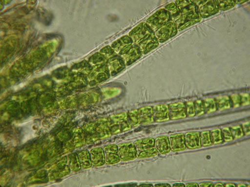 Green algae_2