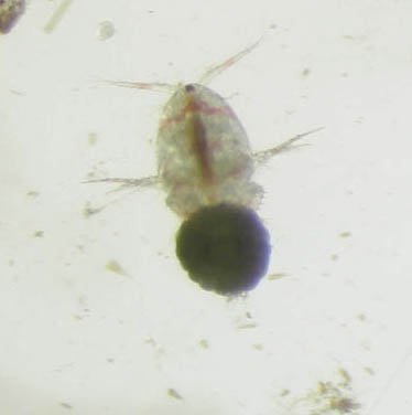 Harpacticid copepod