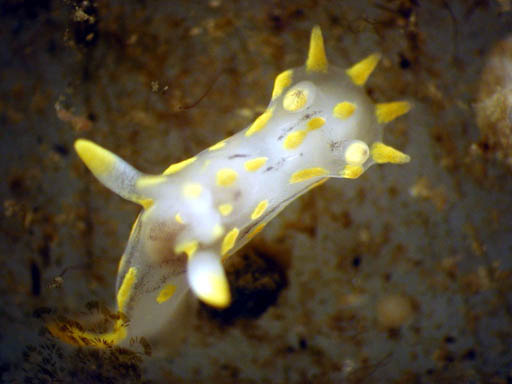 Nudibranch_1