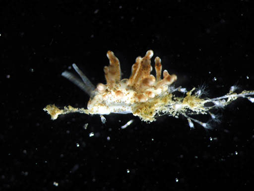 Nudibranch_2