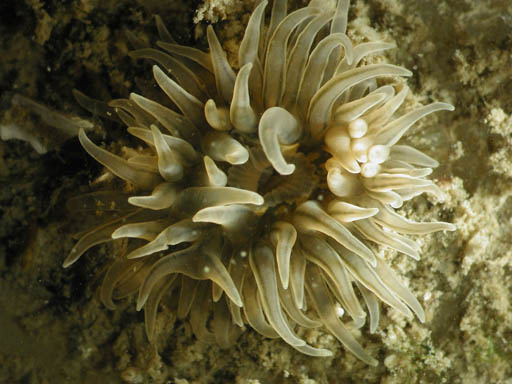 Sea anemone_1