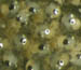 Fish eggs