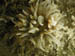 Sea anemone_1