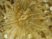 Sea anemone_2