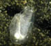 Sea squirt_1