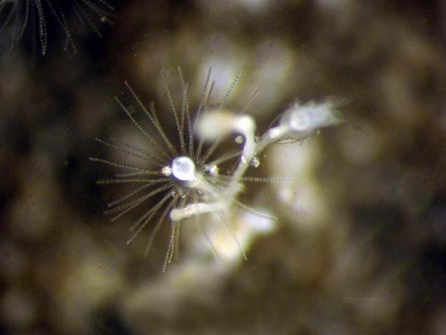 002 Hydrozoa 01