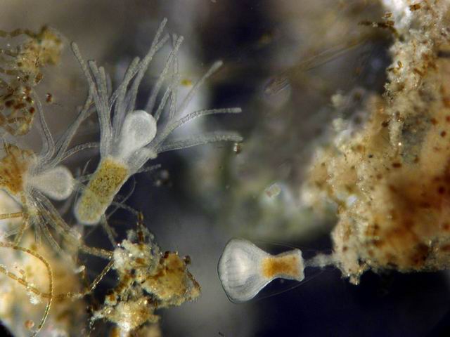 002 Hydrozoa 05