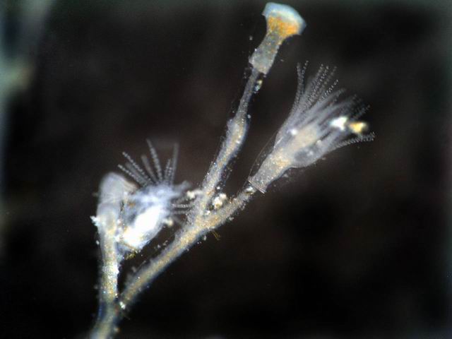 002 Hydrozoa 06