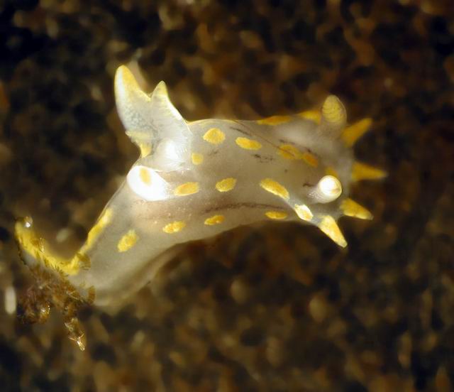 010 Nudibranchia 02