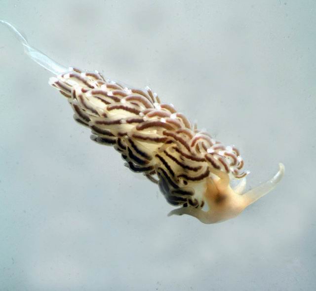 010 Nudibranchia 05