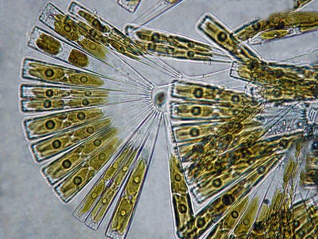 022 Diatome Licmophora - Bacillariophyta 03