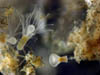 002 Hydrozoa 05