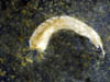 006 Pomatoceros triqueter 02