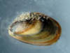 009 Mytilus edulis 01