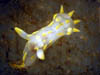 010 Nudibranchia 03