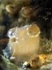 018 cf Ciona intestinalis - Ascidiacea 02