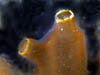 018 cf Ciona intestinalis - Ascidiacea 03