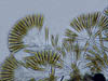 022 Diatome Licmophora - Bacillariophyta 04
