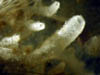 024 Porifera 01