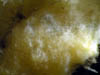 024 Porifera 06