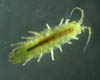 026 Idothea baltica - Isopoda 01