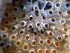 029 Bryozoa 01