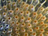 029 Bryozoa 02