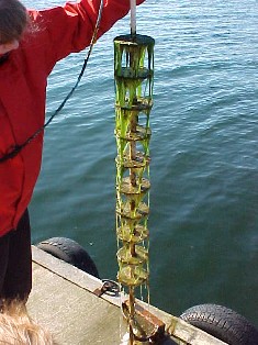 Rack in the sea